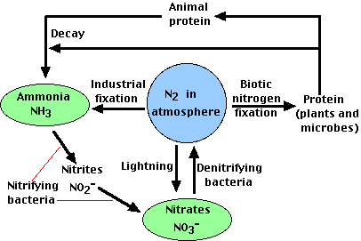 nitrogencycle